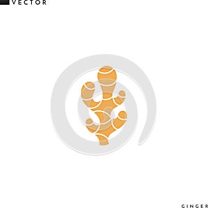 Ginger vector illustration. Isolated ginger root on white background